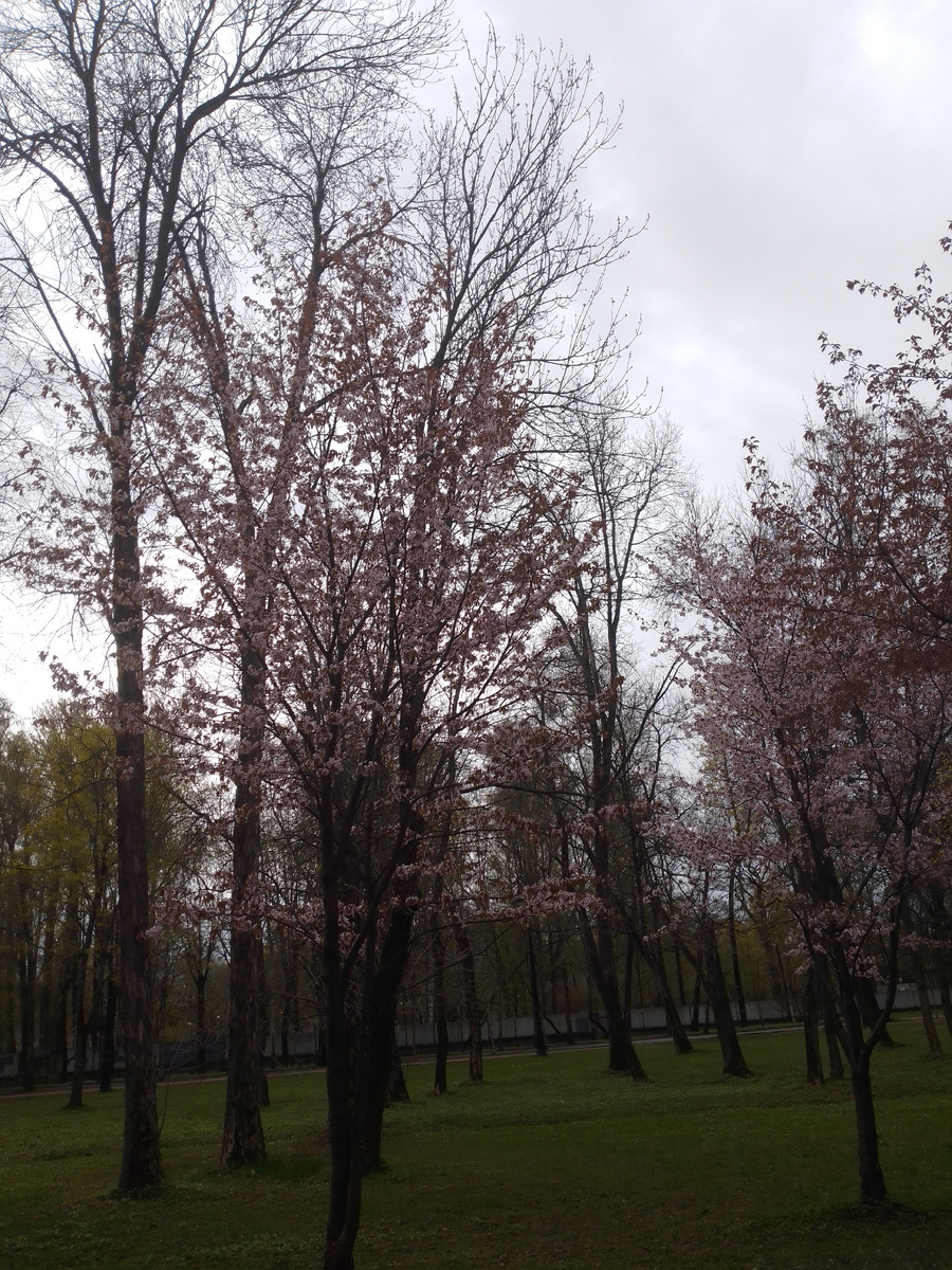 Цветущая Сакура