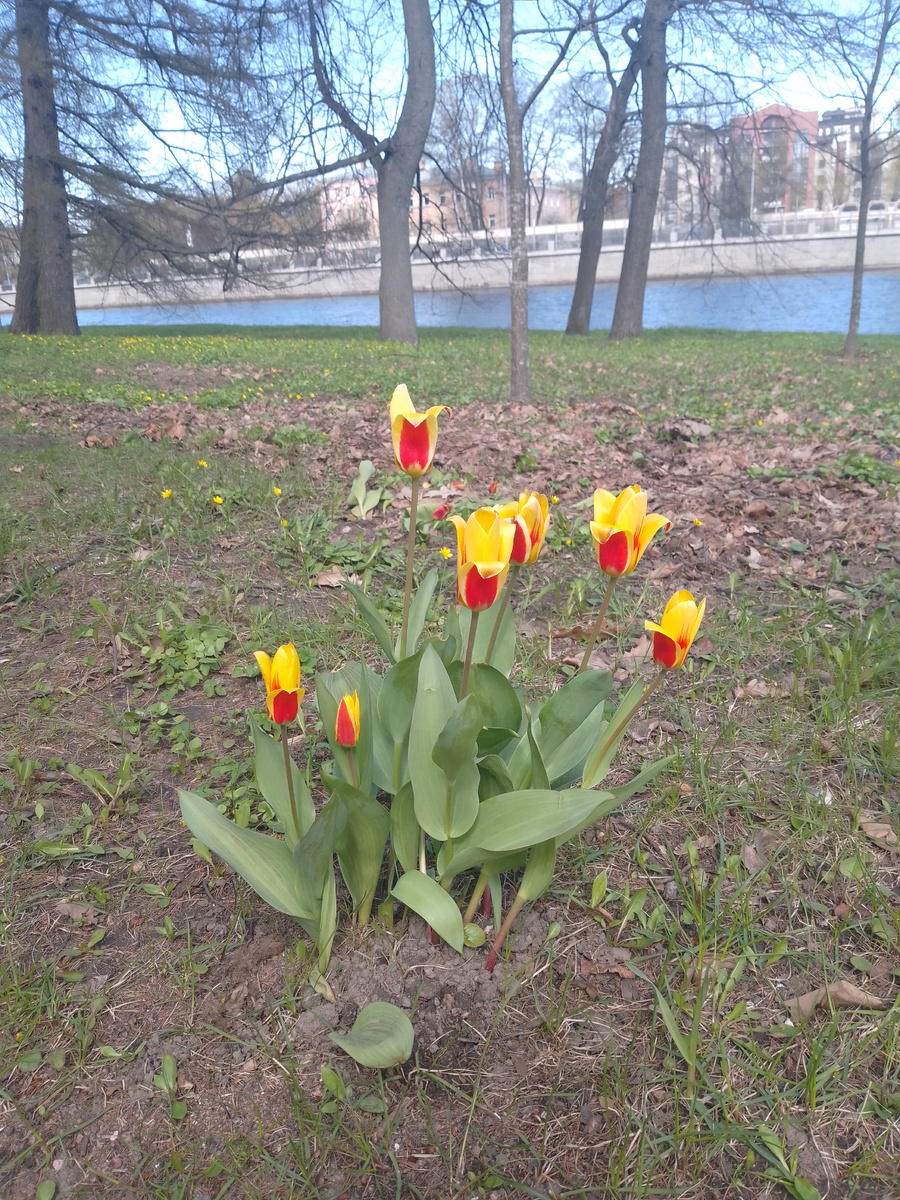Уже начинают цвети тюльпаны