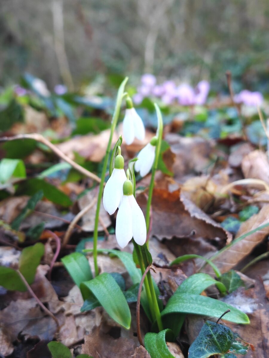 Подснежники 