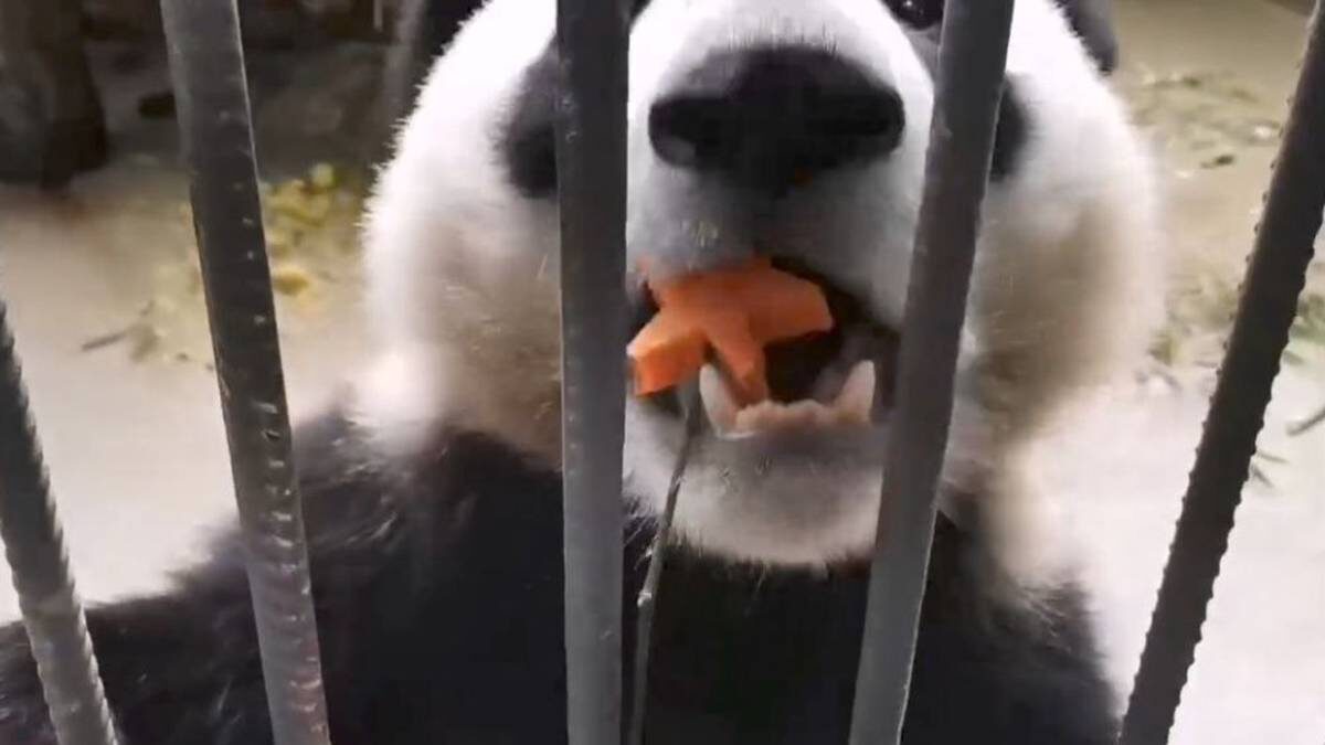    Фото: Светлана Акулова / Telegram / скриншот