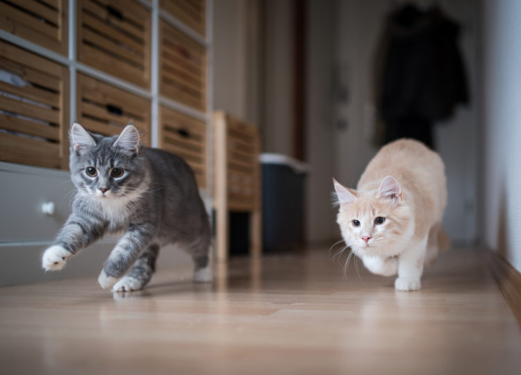 🐱Сколько лет живут кошки и как продлить им жизнь