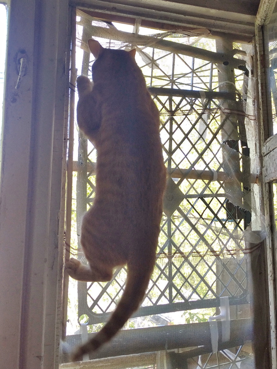 личное  фото