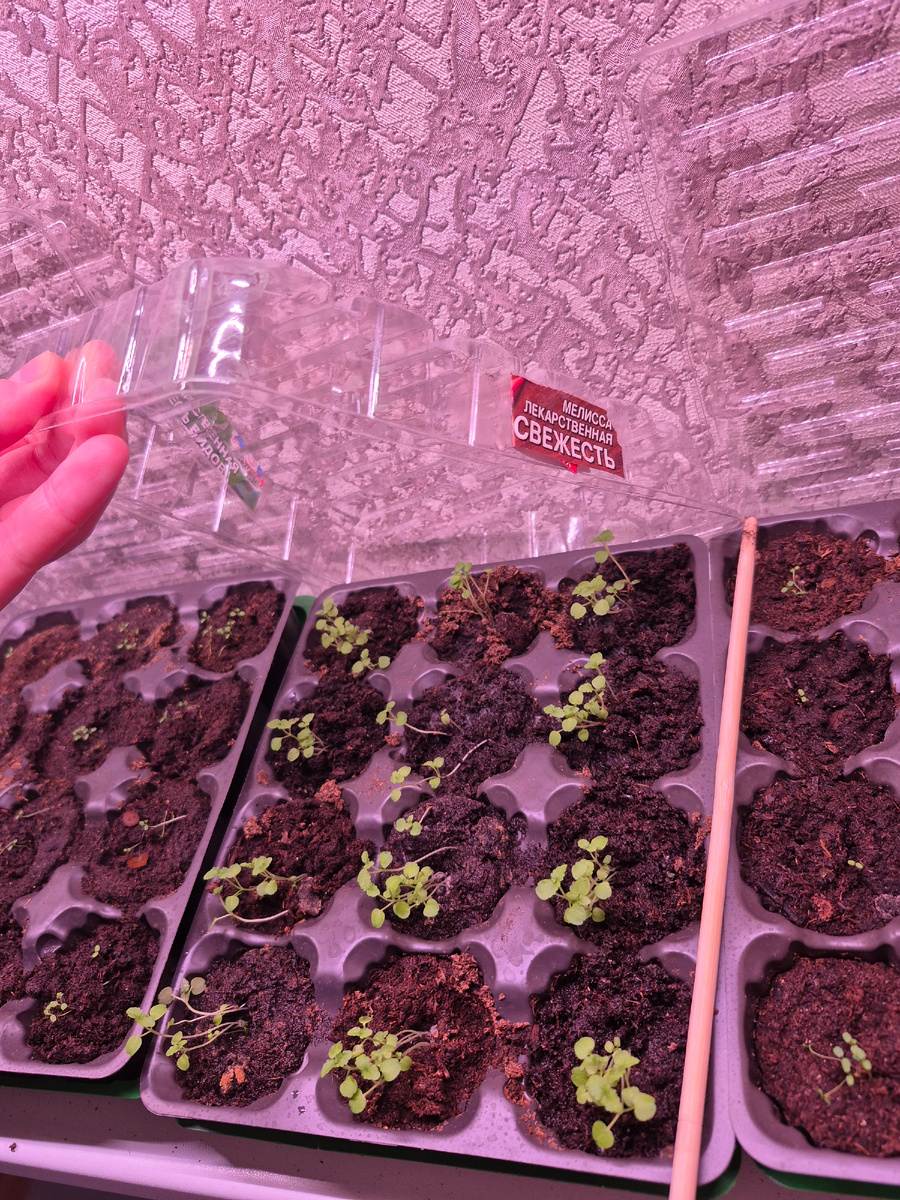 Это и некоторое другое предстояло пересадить 