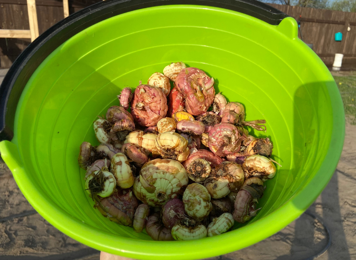 очищенные луковицы