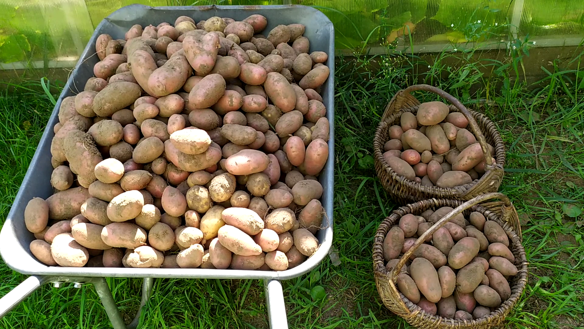 фото из личного архива. Сорт Ред Скарлет.