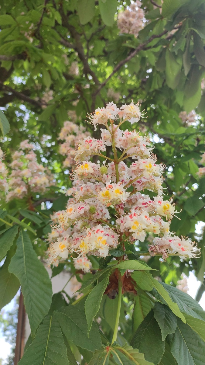 Не могу без цветущих деревьев и каштанов в том числе - я и здесь их нашла, но уже наконец РАСПУСТИВШИМИСЯ)))