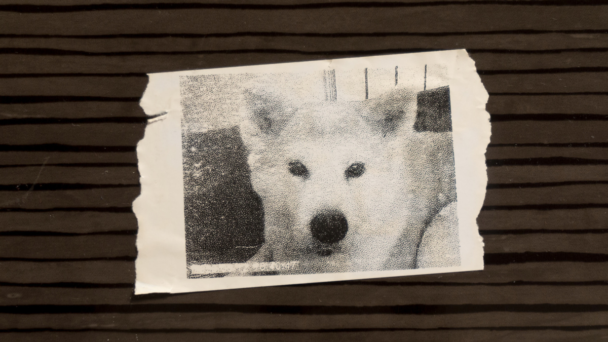 Нужно смотреть на это без иллюзий - в конечном итоге так гораздо проще. Фото @kinologsmirnov.ru