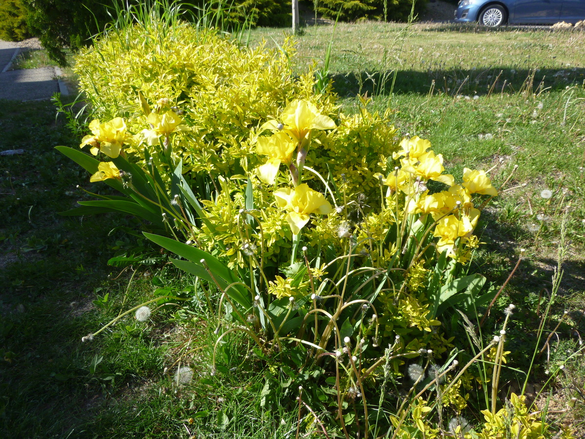 Жёлтые ирисы, начало мая