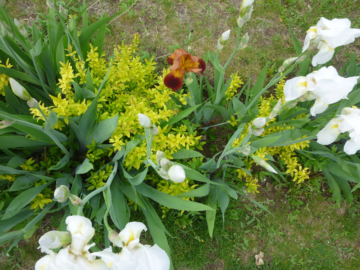 Цветение белых ирисов в начале мая