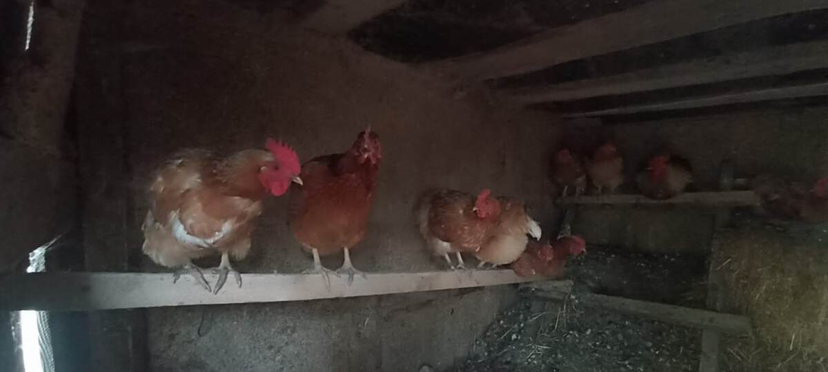 Ломан Браун