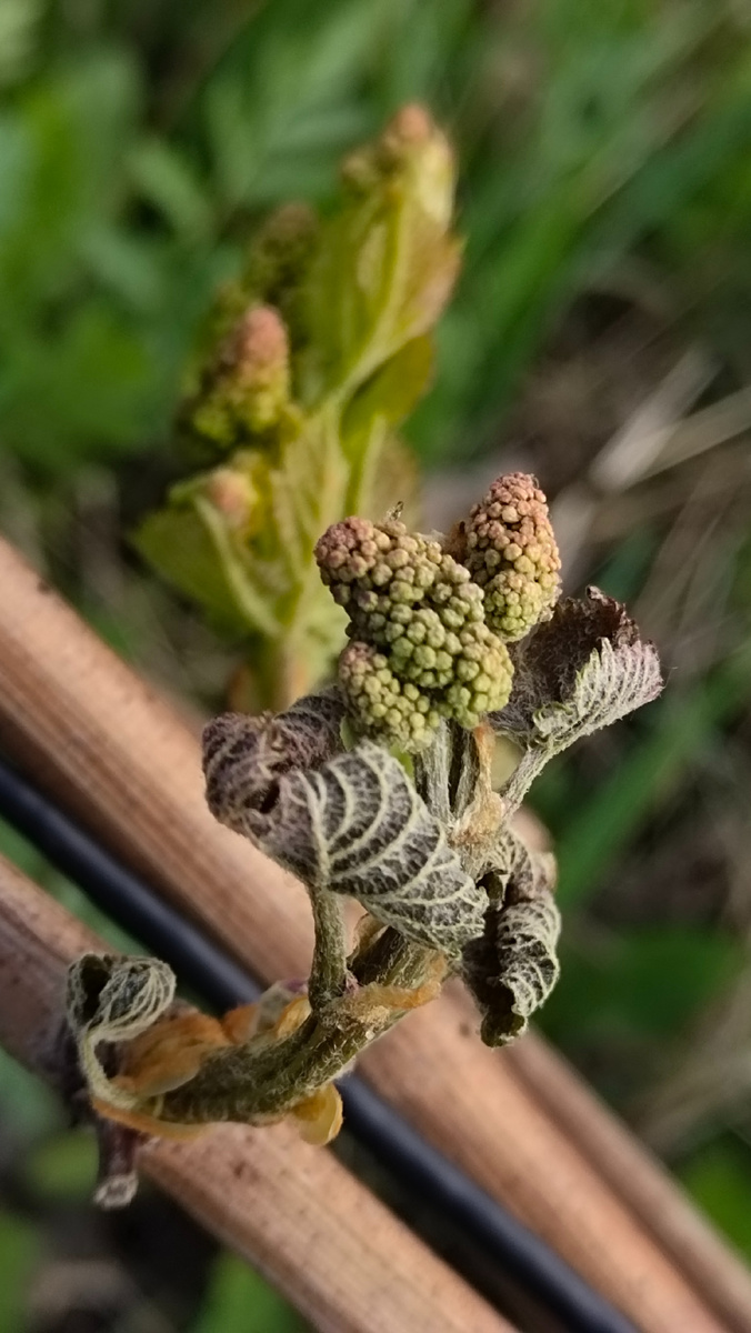 Подмороженный побег винограда 