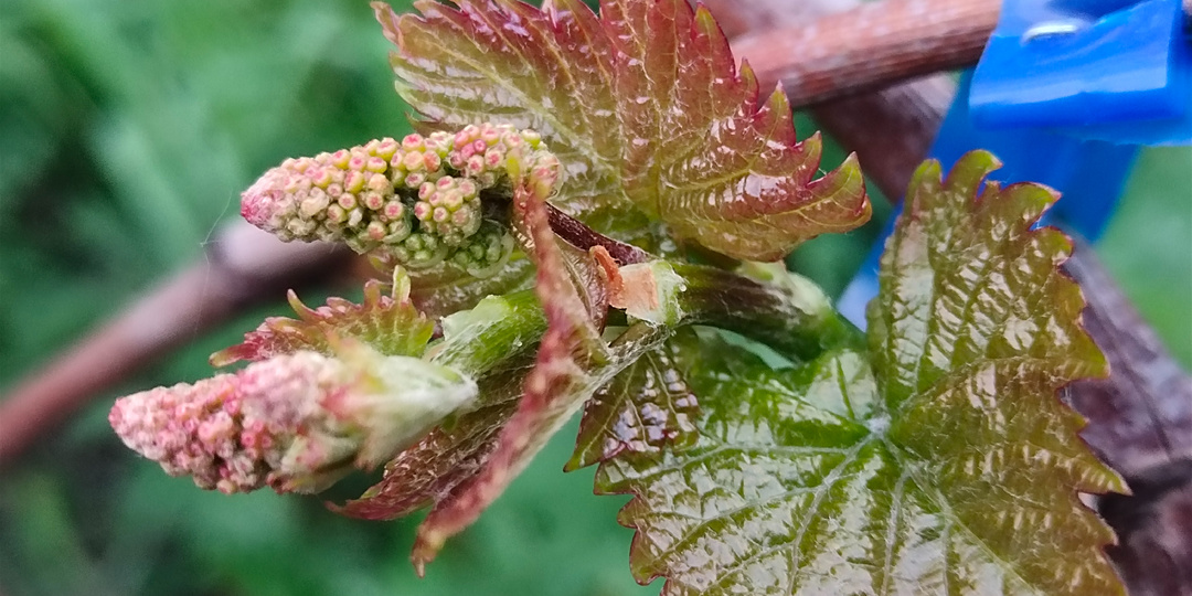 Месяц МАЙ. Самые важные мероприятия на винограднике