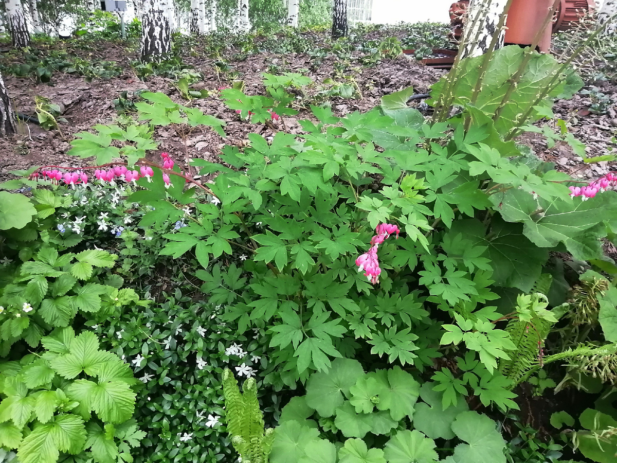 Там хочется побыть одной. И не думать. Просто смотреть, как растут листья.