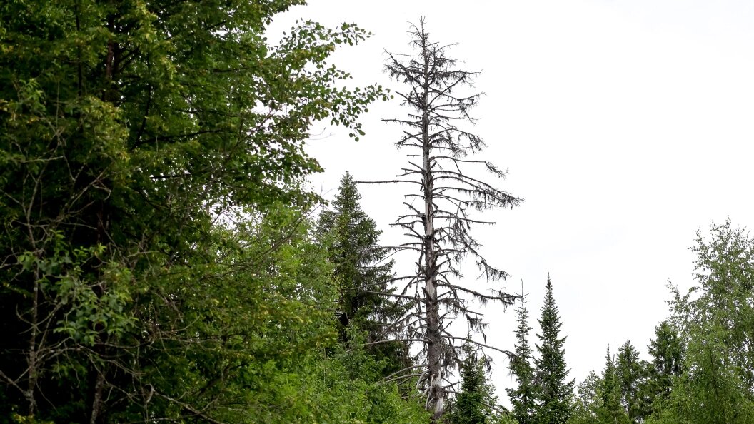    Фото: Elena Mayorova/Globallookpress