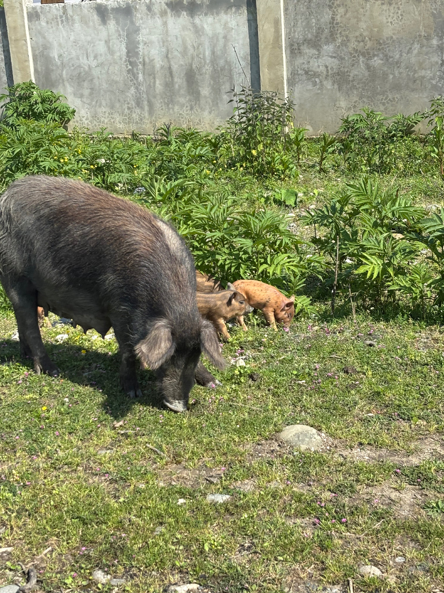 Милые хрюшки повстречались по дороге