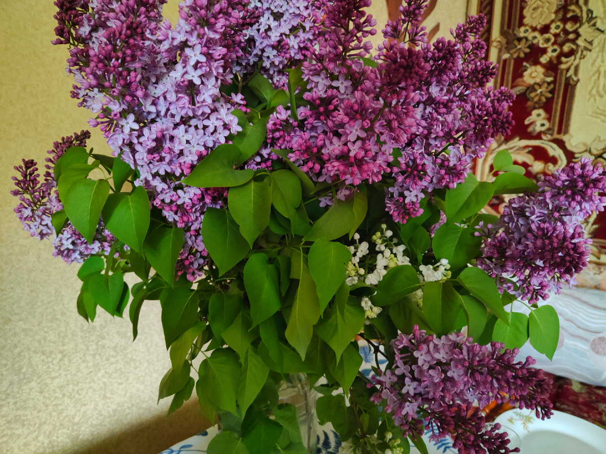 Сирень расцвела на две недели раньше обычного. Свежий букет сирени с невероятным ароматом очень украсил наш праздник и поднял бабуле настроение.