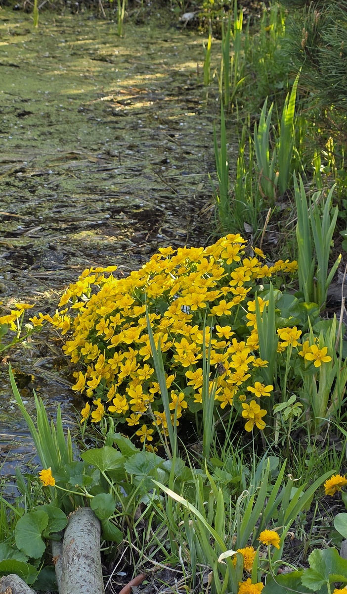 А пруд сейчас живописен.