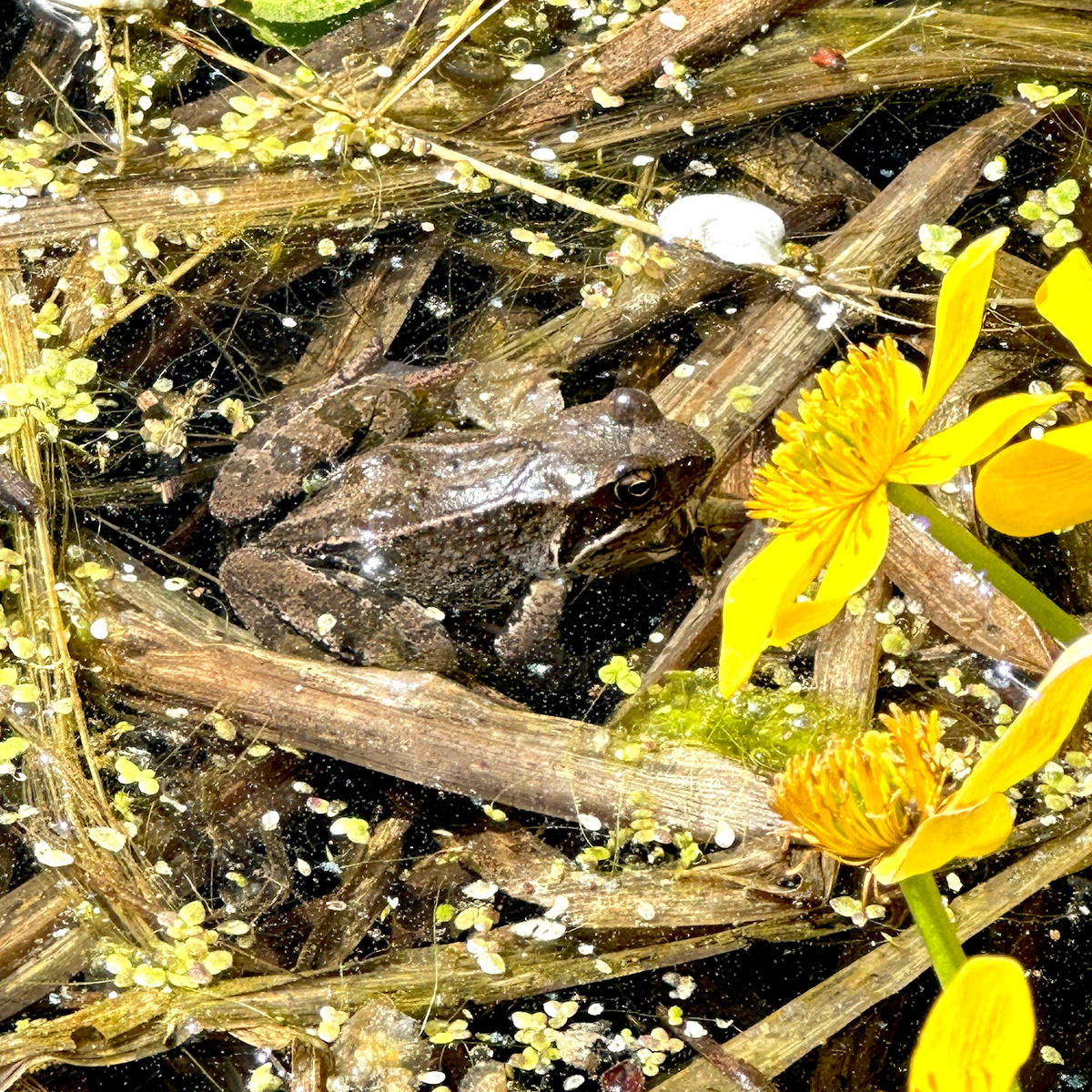 Травяные лягушки отчего-то проводят сейчас в пруду бОльшую часть дня.