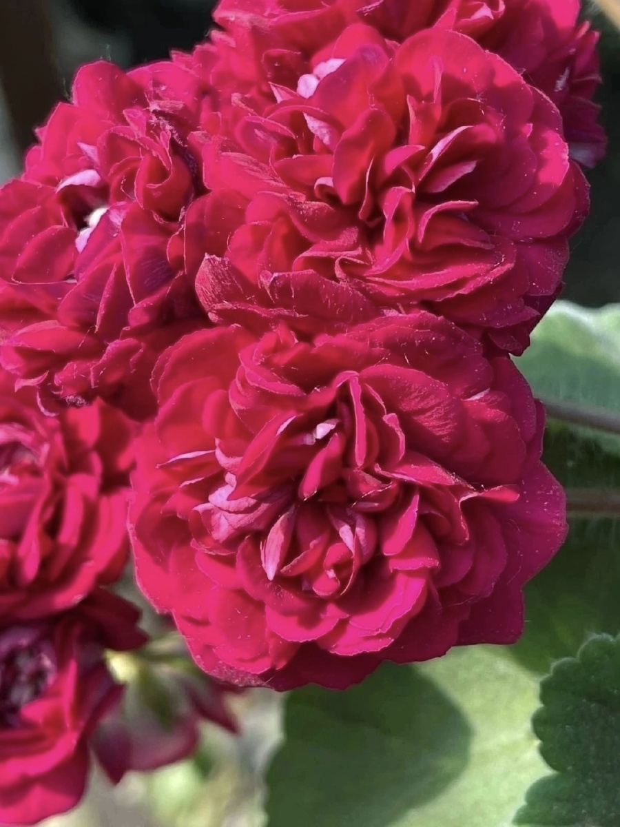 пеларгония ЮГ- Элина Быстрицкая 