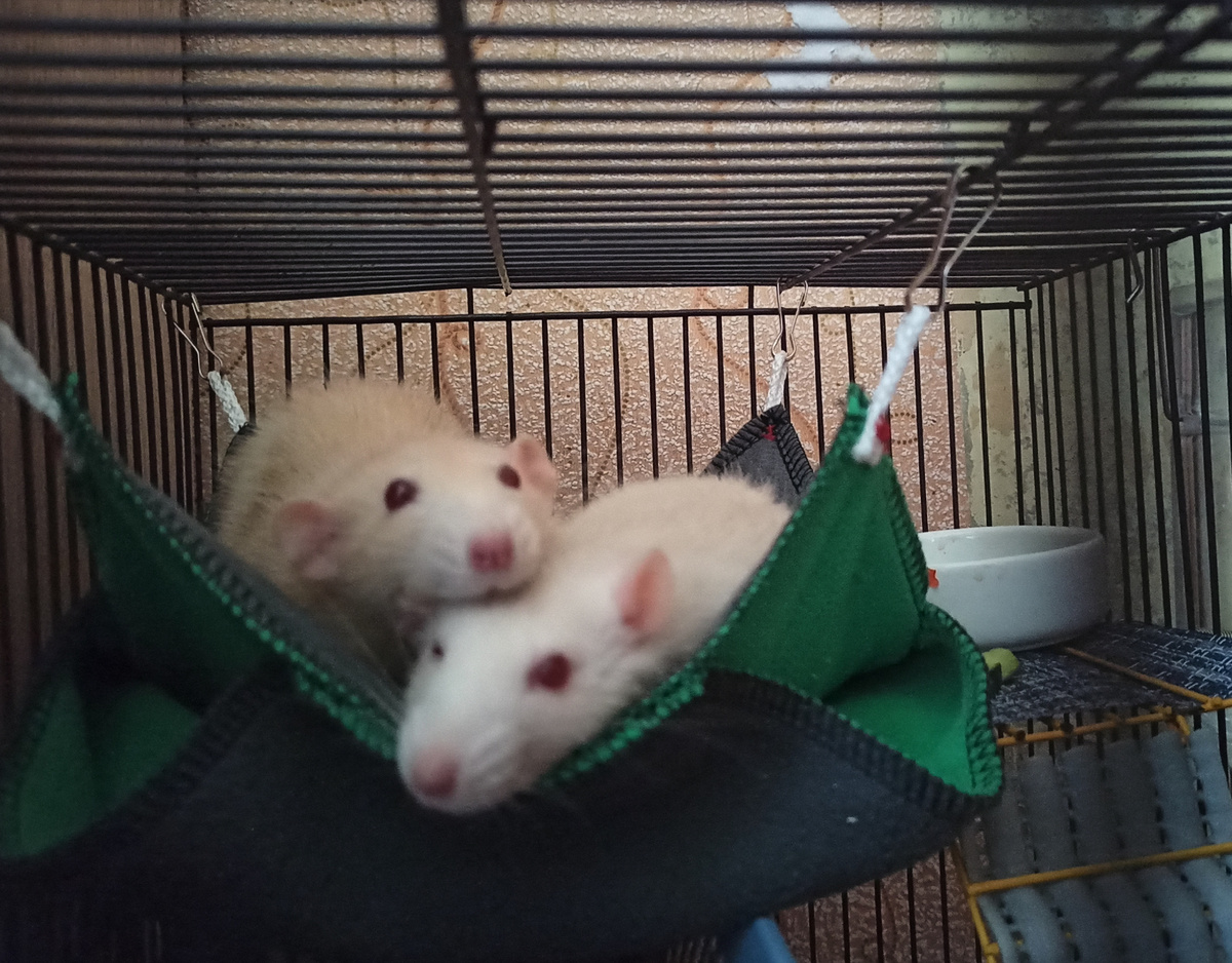 Фото с хозяйками только смазанное, прастити