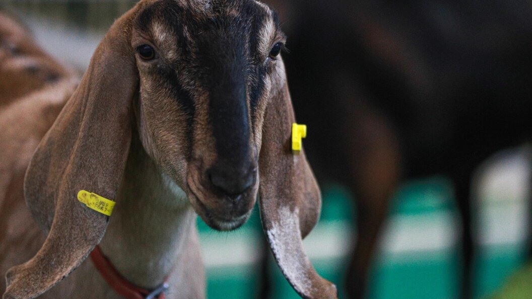    ФОТО: Bulkin Sergey/Globallookpress