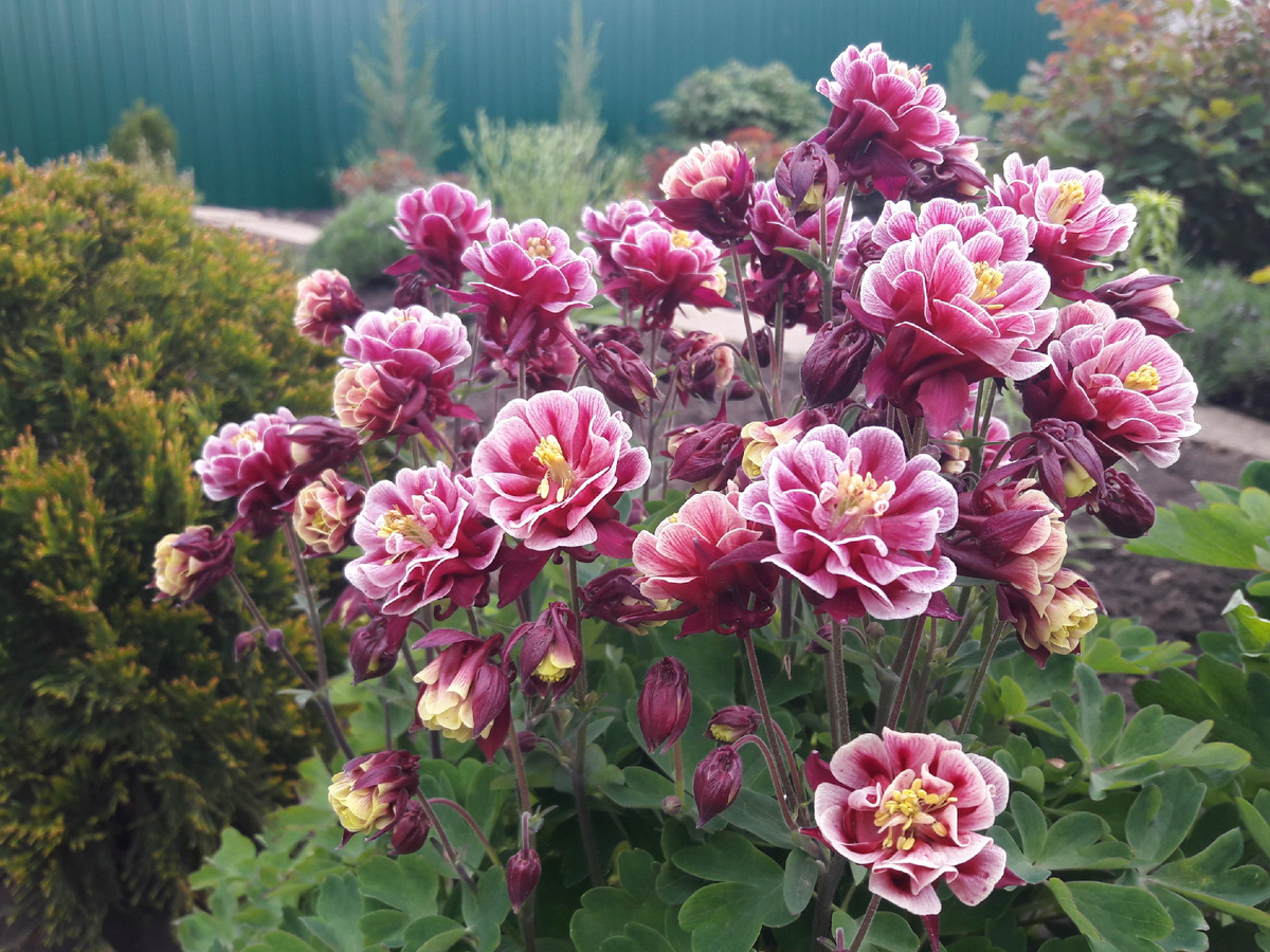 аквилегия Double Red And White (Дабл Ред энд Уайт)