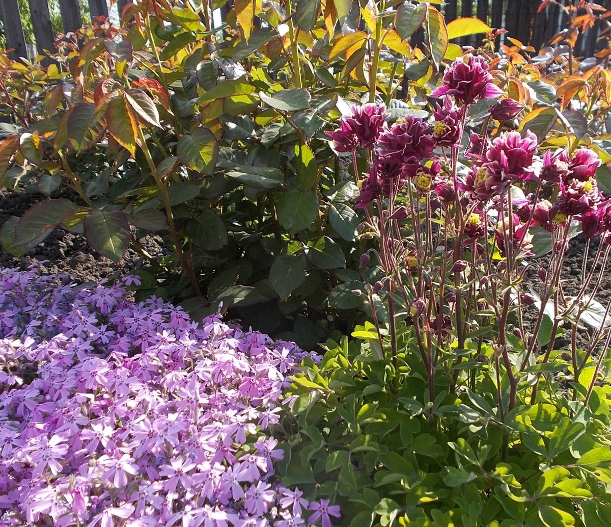 аквилегия Double Red And White (Дабл Ред энд Уайт)