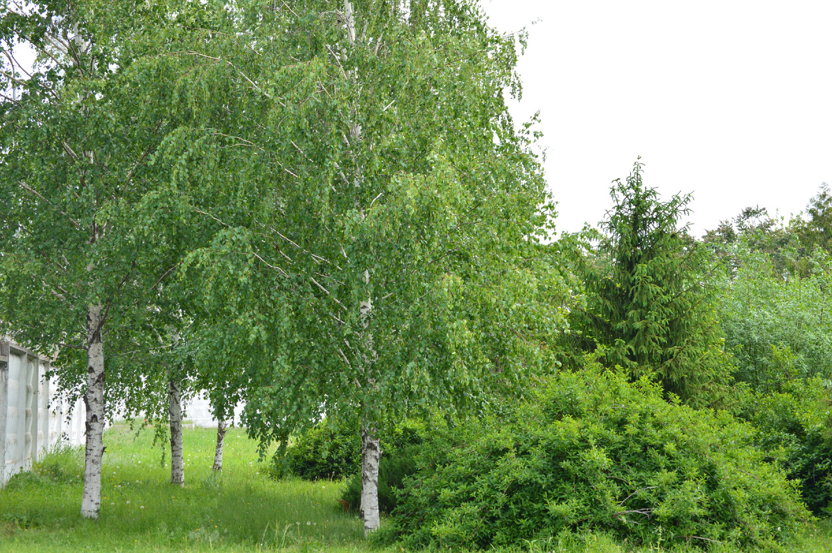 Фото автора. 09.05.2025. Кубанские берёзи.