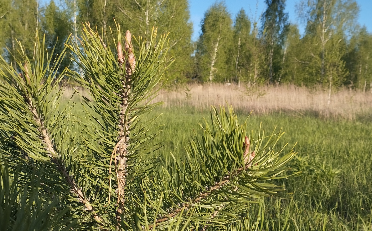 Сосны да берёзы у нас в Жэ Пэ. Фото из личного архива.