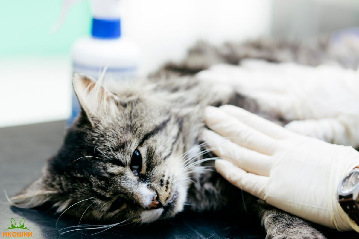 Кот у ветеринара 