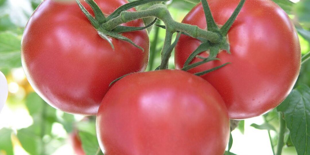 Секрет мясистых помидоров: как обмануть куст и вырастить плоды мечты