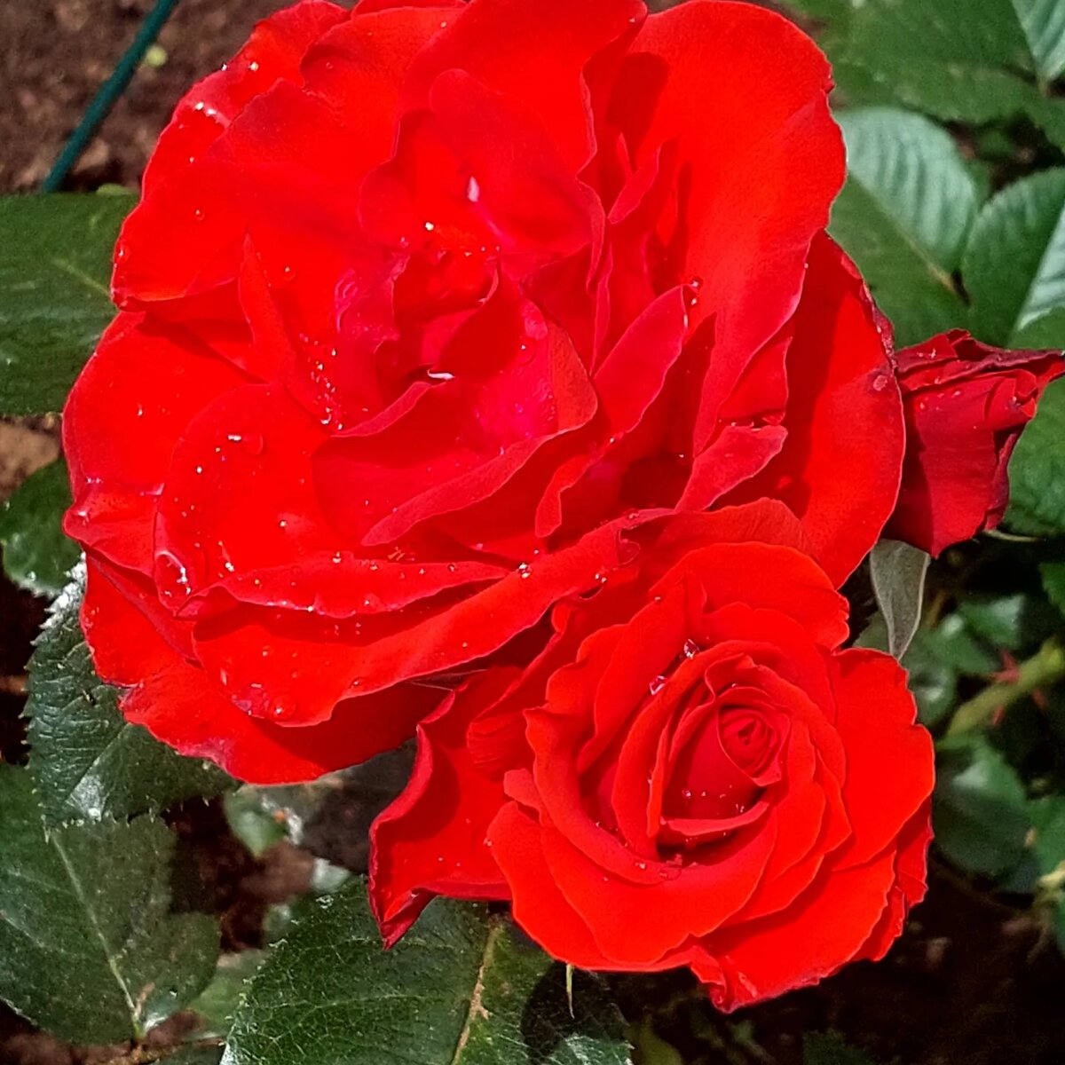 Ремембранс. Флорибунда