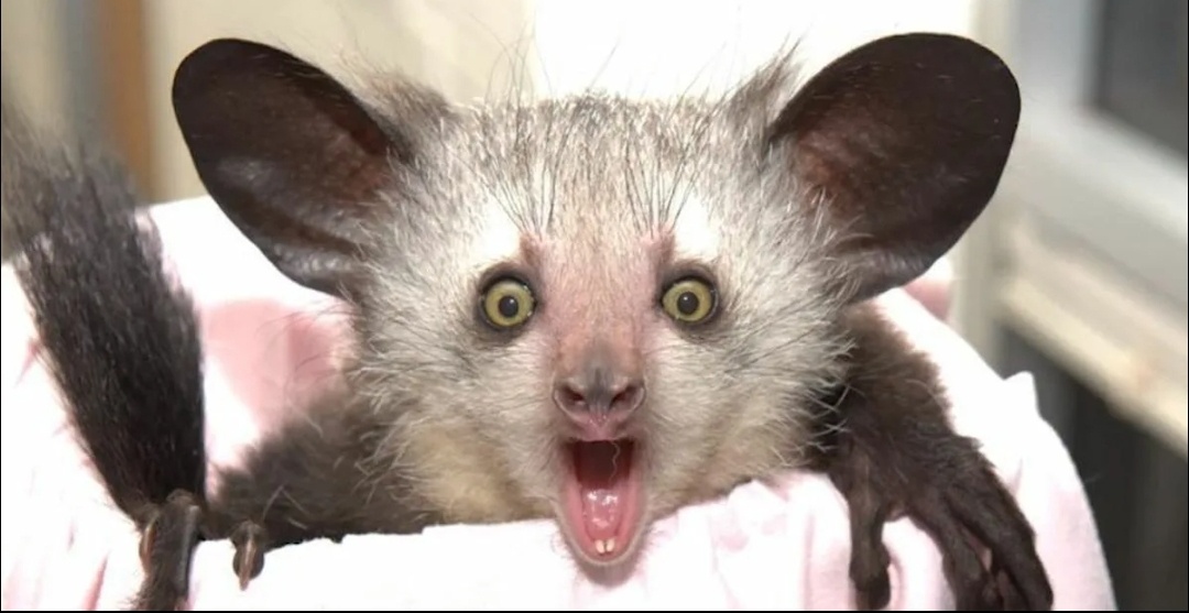 БОЛЬШЕ КОООООООФЕЕЕЕЕЕ!