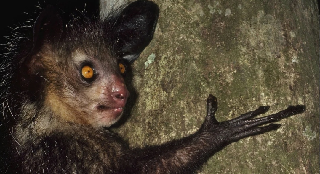 Такими пальчиками удобно показывать факи)