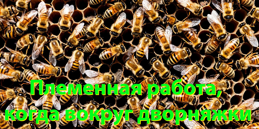 Как сохранить породистых пчёл, если у соседей дворняжки? Советы профессора Кашковского