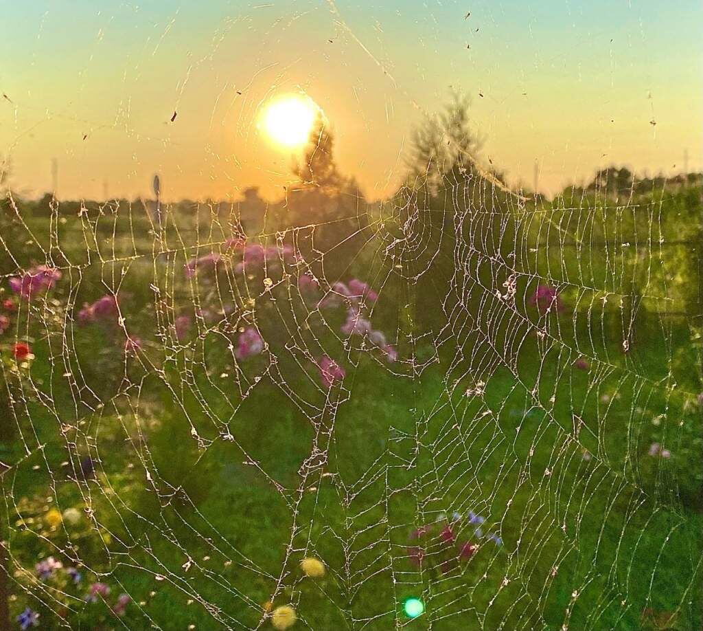    фото Людмила Сахарчук Веселовские вести