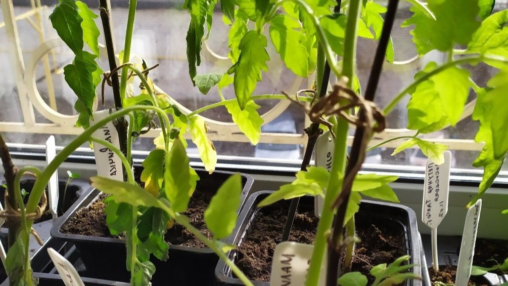 Так выглядит рассада после ночного похолодания. 