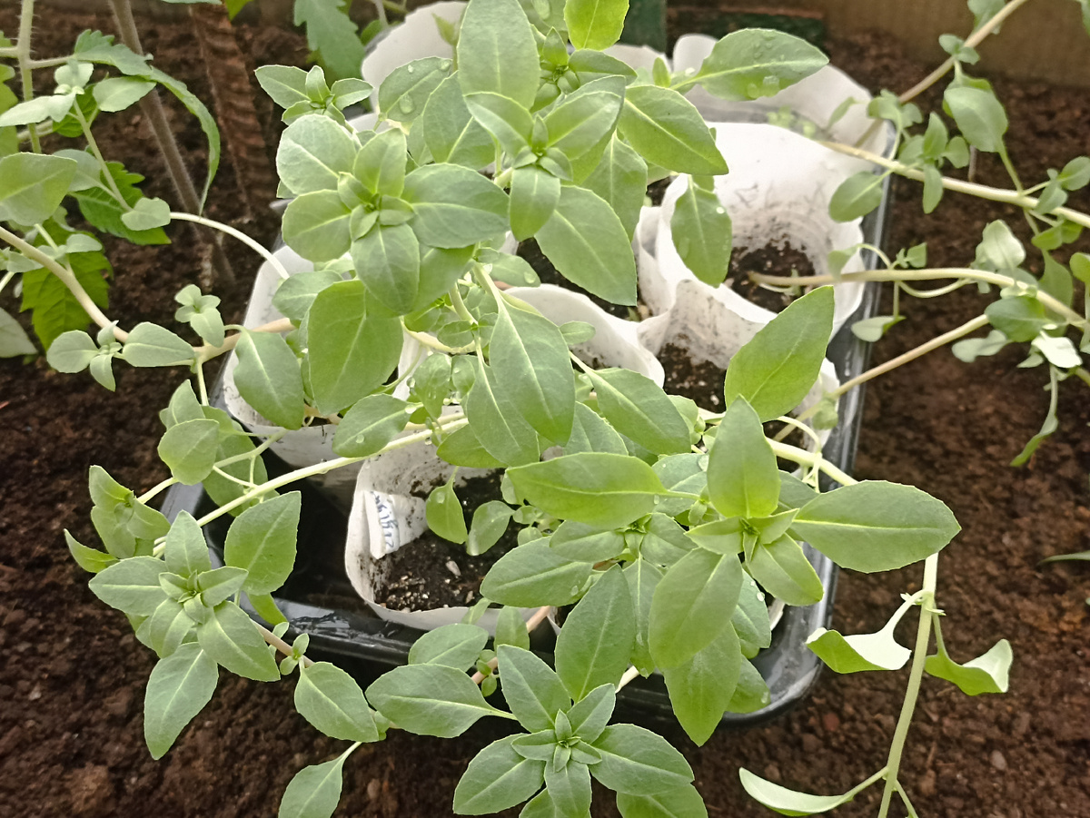 Двухмесячная рассада годеции Порхающие бабочки ждёт высадки в открытый грунт. Фото автора