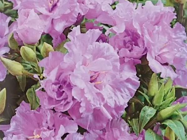 Цветение годеции Порхающие бабочки. Скрин автора с пакета с семенами.