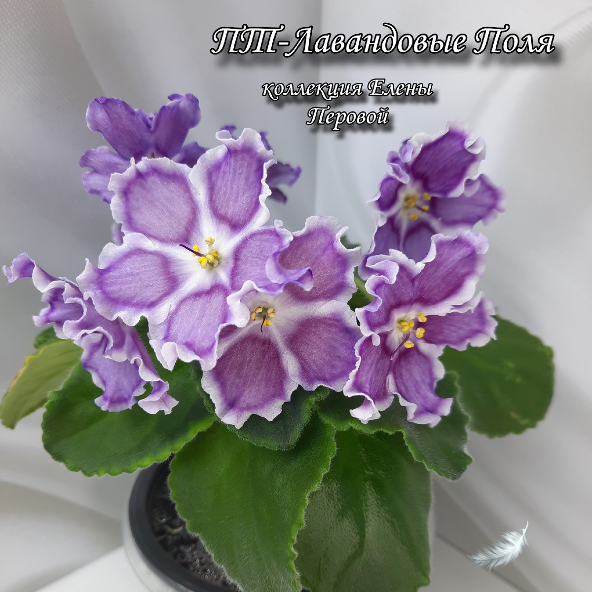 ПТ-ВиолеттаСелекционер Пугачева ТатьянаОписание сортаКрупные розово-малиновые с белым центром цветы, украшенные волнисто-гофрированной осветлённой каймой. Шапочное цветение. Хорошая аккуратная пестролистная розетка.