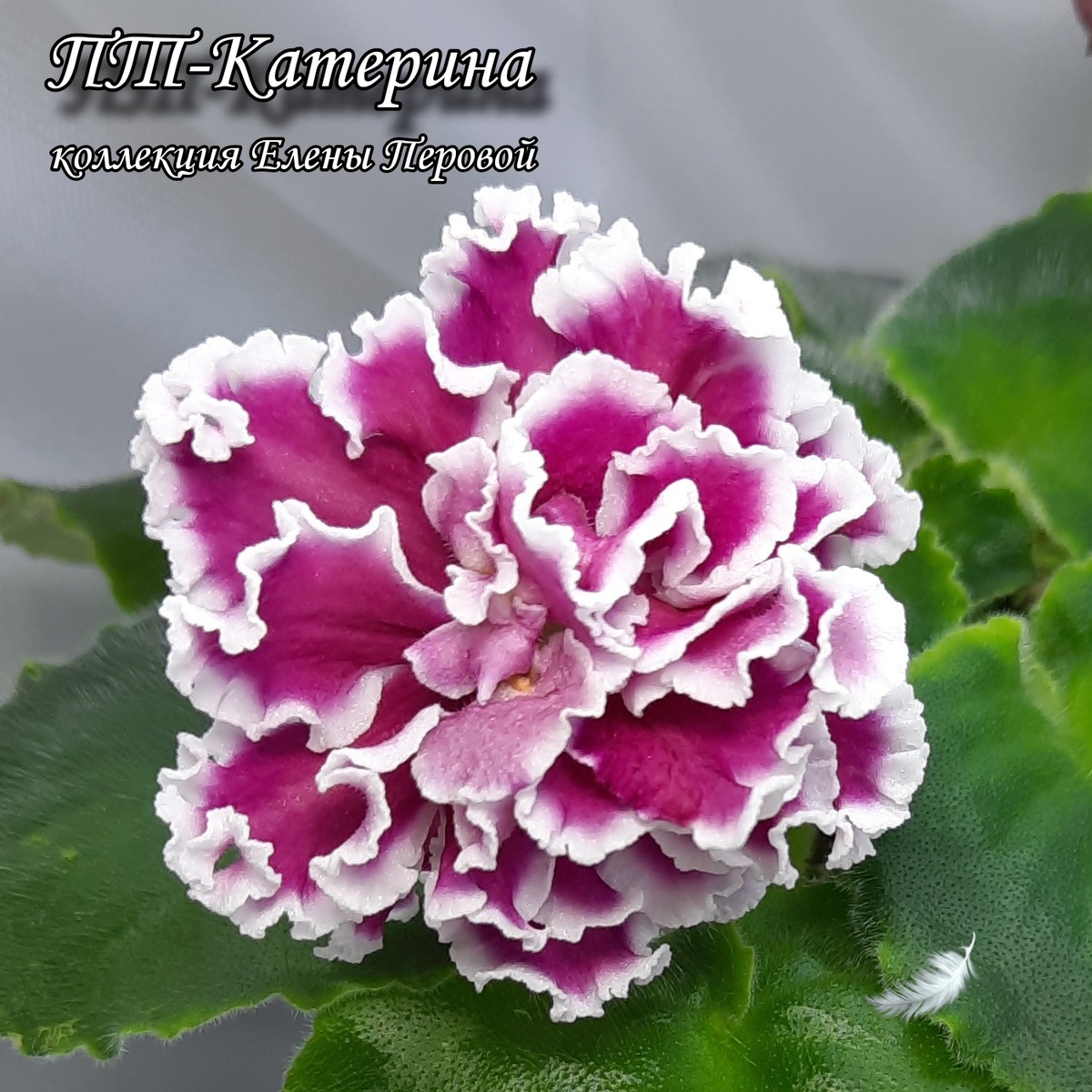 ПТ-Лавандовые ПоляСелекционер Пугачева ТатьянаОписание сортаКрупные нежно-лавандовые простые цветы с белым центром и белым краем. Цветы украшает тонкое фиолетовое колечко на каждом лепестке. Розетка из средне-зелёных листьев.Тип розетки стандартГод представления сорта 2022