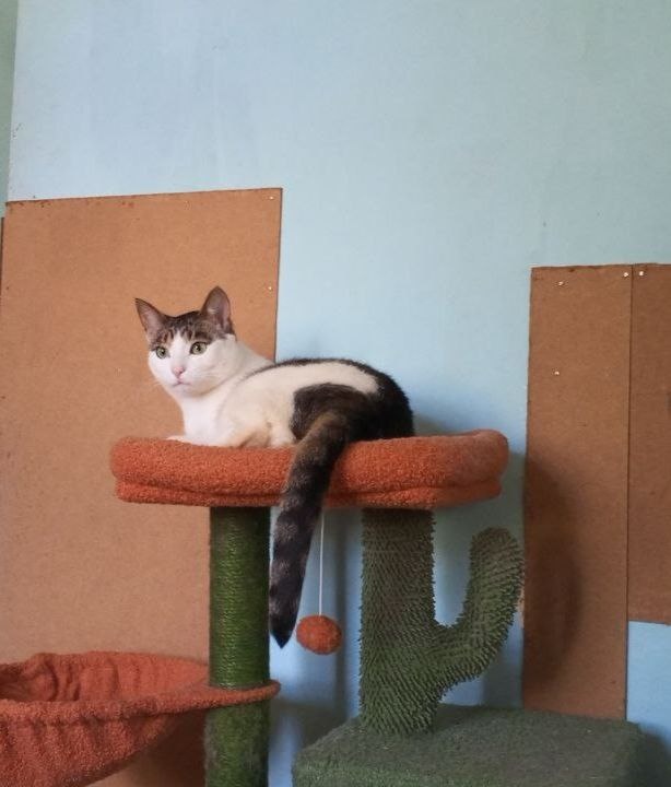 Этот комплекс подарили наши читатели Кристиану. Уже все котаны в доме его освоили. И вот Кристиан наконец понял его прелесть. И был очень удилён