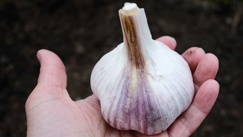 Чеснок, выращенный по французскому методу