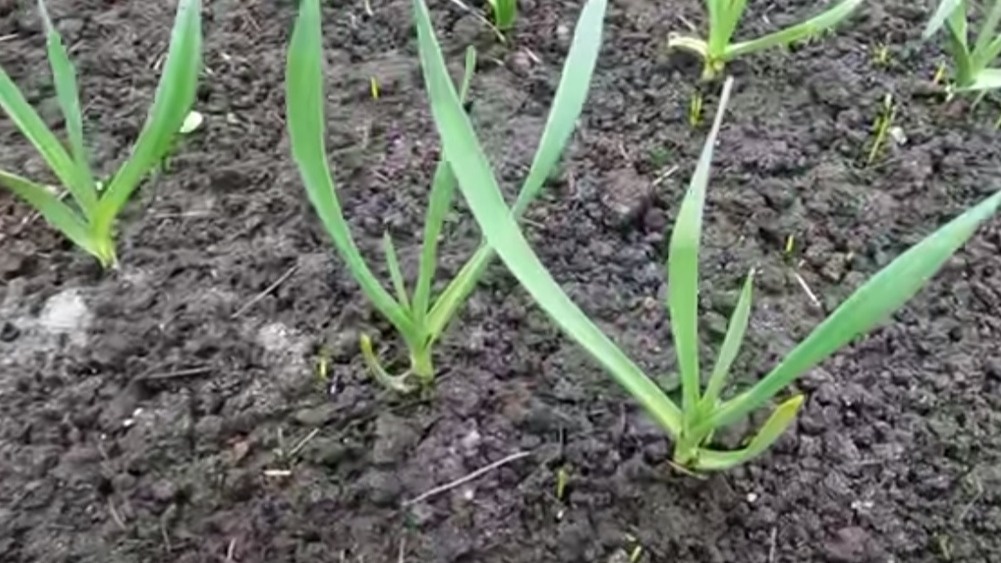 Впервые опробовал майскую подкормку чеснока после 15:00 на пробном участке. 