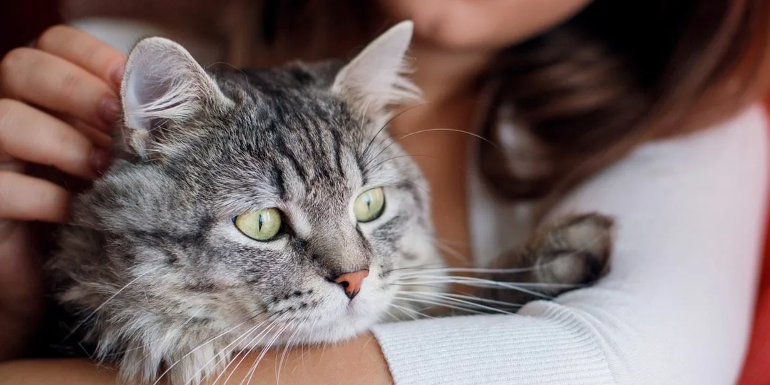 😺Почему гладить кошку — очень полезно?