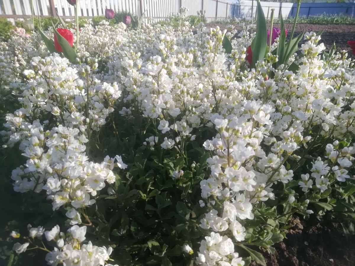 Фото дочери. 8 мая.