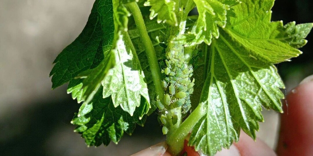 40 мл на 10 л воды от тли на смородине. Защищаем кусты от вредителей