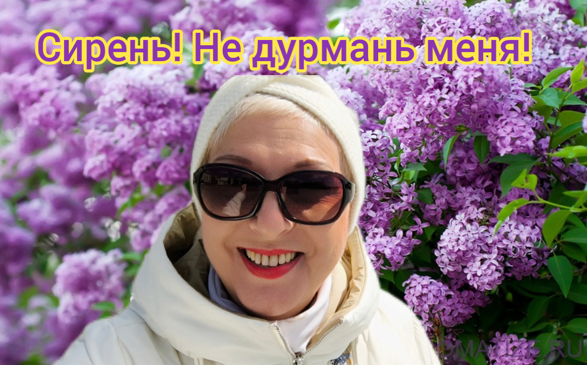 Фото автора. Сирень 