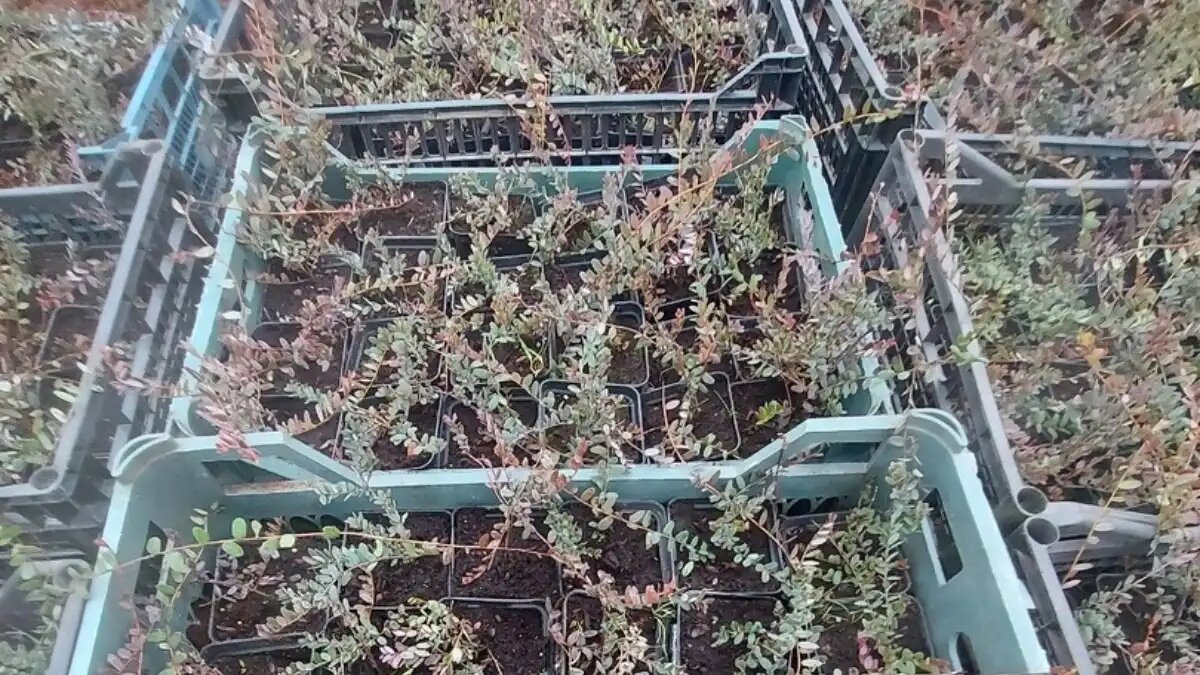 Фото: Калининградский плодопитомник, ВКонтакте
«Калининградский плодопитомник» займется выращиванием клюквы в промышленных масштабах