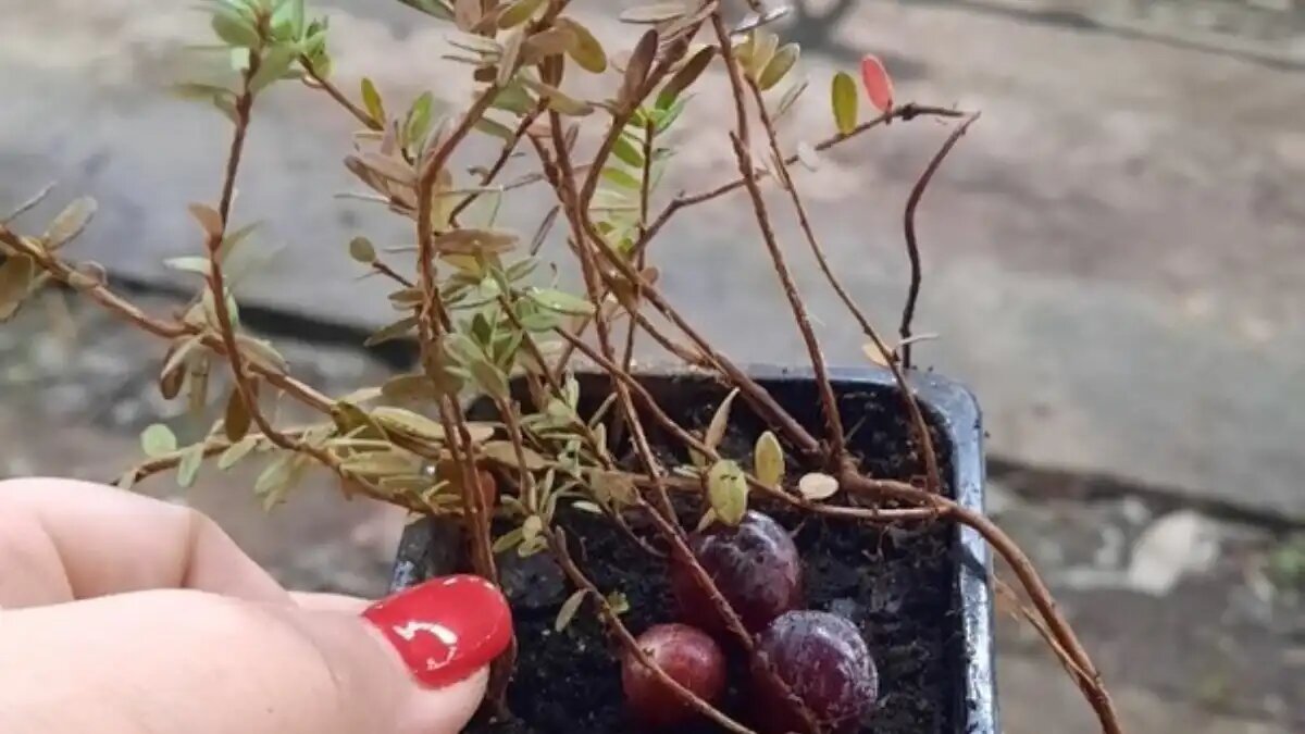 Фото: Калининградский плодопитомник, ВКонтакте
В Калининградской области начнут промышленно выращивать клюкву